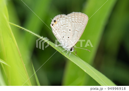 Oriental gram blue butterfly, Euchrysops cnejus, Pune, Maharashtra, India 94996918