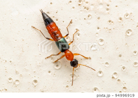 Paederus rove beetles, Satara, Maharashtra, India 94996919
