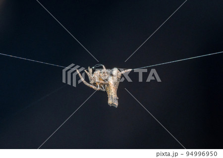 Twig mimic poltys, Poltys bombayensis, Satara, Maharashtra, India 94996950