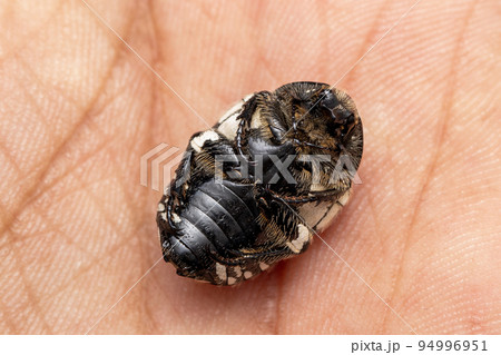 Ventral of White Spotted Fruit Chafer Beetle, Mausoleopsis amabilis, Location- Pune, Maharashtra, India Ventral of White Spotted Fruit Chafer Beetle, Mausoleopsis amabilis, Location- Pune, Maharashtra, India 94996951