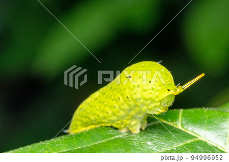 Warning sign of Common jay butterfly, Graphium doson, Satara, Maharashtra, India Warning sign of Common jay butterfly, Graphium doson, Satara, Maharashtra, India 94996952