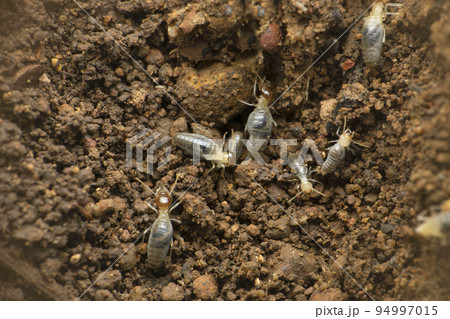 Termite colony  made up of workers  eoghter white or light brown in colour, also called white ants., Satara, Maharashtra, India 94997015