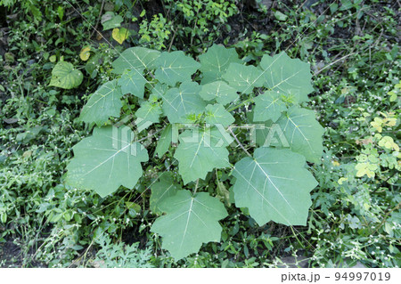Ayurvedic tropical soda apple Plant, Solanum viarum , Satara, Maharshtra, India Ayurvedic tropical soda apple Plant, Solanum viarum , Satara, Maharshtra, India 94997019