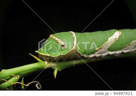 Caterpillar of common mormon butterfly, Papilio polytes, Satara, Maharashtra, India Caterpillar of common mormon butterfly, Papilio polytes, Satara, Maharashtra, India 94997021