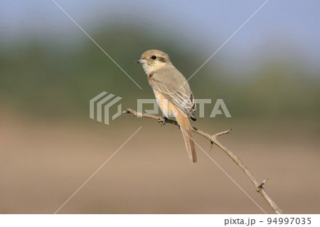 Isabelline shrike or Daurian shrike, Lanius isabellinus, Kolhapur, Maharashtra, India Isabelline shrike or Daurian shrike, Lanius isabellinus, Kolhapur, Maharashtra, India 94997035