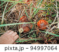 Oiler mushroom growing in moss in the forest. Beautiful autumn season. Edible butterdish mushroom. 94997064