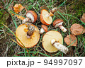 Oiler mushrooms growing in moss in the forest. Beautiful autumn season. Edible collected butterdish mushrooms. 94997097