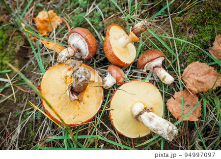 Oiler mushrooms growing in moss in the forest. Beautiful autumn season. Edible collected butterdish mushrooms. 94997097