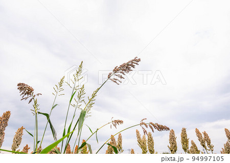 青空がのぞく空とソルガム畑 青空がのぞく空とソルガム畑 94997105