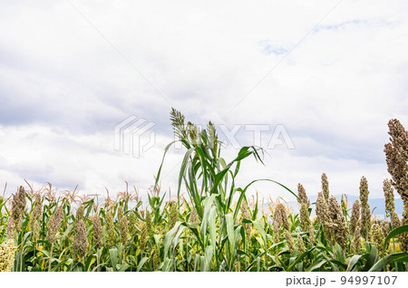 信州の雑穀畑 94997107