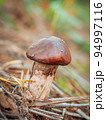Oiler mushroom growing in moss in the forest. Beautiful autumn season. Edible butterdish mushroom. 94997116