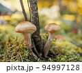 honey agaric mushrooms growing in moss in the forest. Beautiful autumn season. Edible mushrooms grow in a forest. 94997128