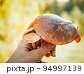 Bouquet of edible mushrooms in human hands. Oiler and honey mushrooms collected in the forest. Beautiful autumn season.  94997139