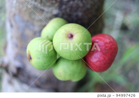 Ripe and young fruit of Thai fig. 94997426