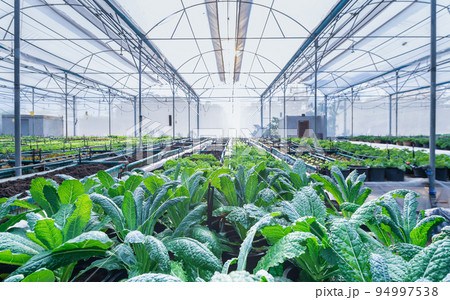 Kale and assorted lettuce in the greenhouse organic focus foreground 94997538