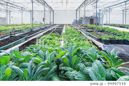 Kale and assorted lettuce in the greenhouse organic focus foreground 94997539