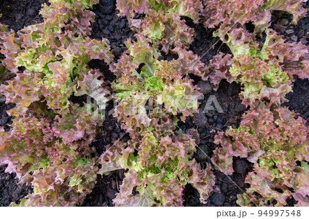 Red coral vegetable fresh organic on top view background Red coral vegetable fresh organic on top view background 94997548