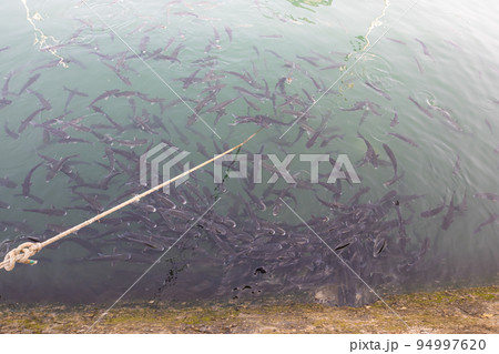 Big flock of fish have breakfast on surface of the sea 94997620