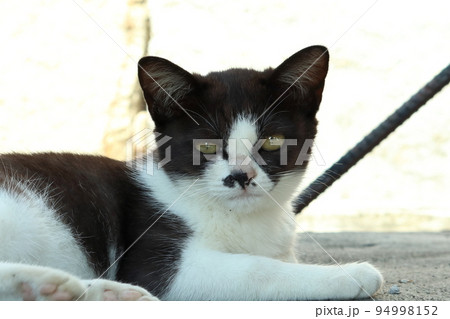 子猫らしからぬ表情をする島の子猫 子猫らしからぬ表情をする島の子猫 94998152