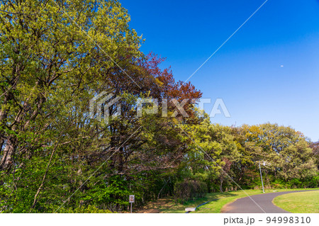 東京都　つどいの森の新緑　森林浴　エコロジー 94998310