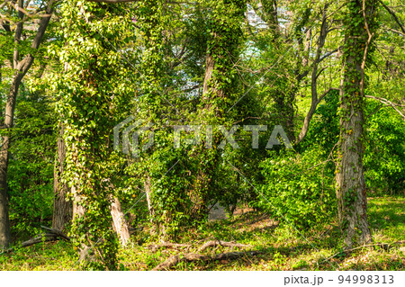東京都　つどいの森の新緑　森林浴　エコロジー 94998313