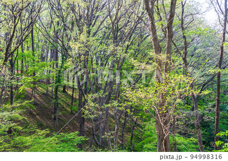 東京都　つどいの森の新緑　森林浴　エコロジー 94998316