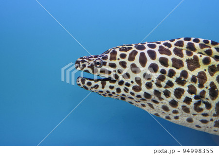 Close up head The Moray eel fish Close up head The Moray eel fish 94998355
