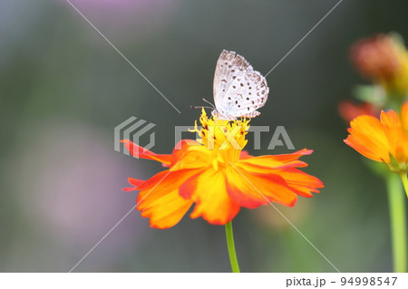 黄花秋桜(キバナコスモス)の蜜を吸うシジミチョウ 黄花秋桜(キバナコスモス)の蜜を吸うシジミチョウ 94998547