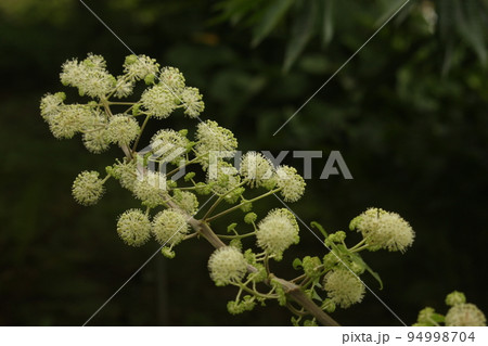 ベニウドの花開花 ベニウドの花開花 94998704