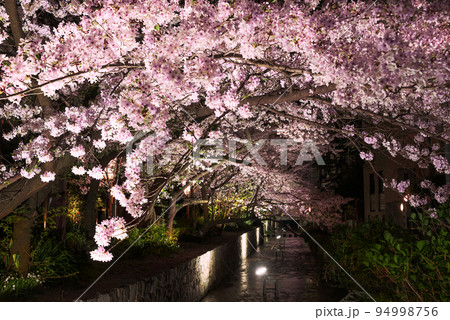 京都 高瀬川の夜桜ライトアップの写真素材 [94998756] - PIXTA