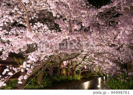京都　高瀬川の夜桜ライトアップ 94998761