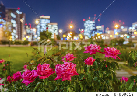 夜景をバックに咲く花【中之島公園】 94999018