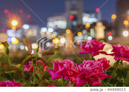 夜景をバックに咲く花【中之島公園】 94999023