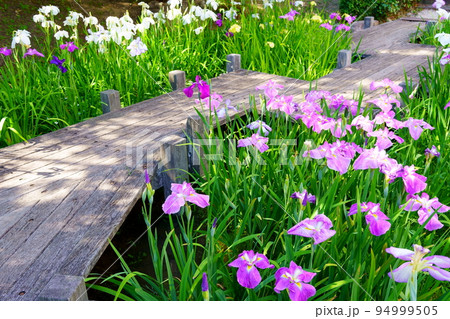 花菖蒲が咲き誇る庭園 94999505