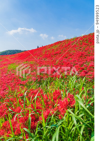 ごんの秋まつり、満開の彼岸花〈愛知県半田市〉 ごんの秋まつり、満開の彼岸花〈愛知県半田市〉 94999523