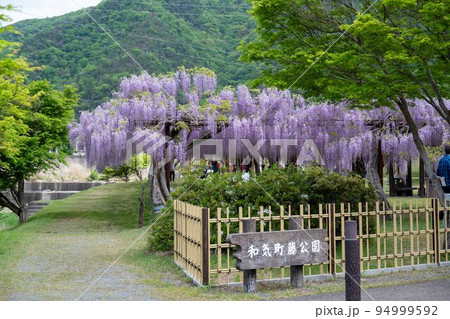 岡山県和気町 藤公園の日本一のフジ 岡山県和気町 藤公園の日本一のフジ 94999592
