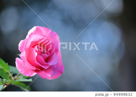 花の女王 94999632