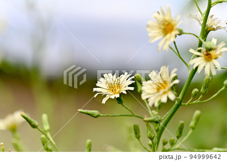 アキノノゲシ 94999642