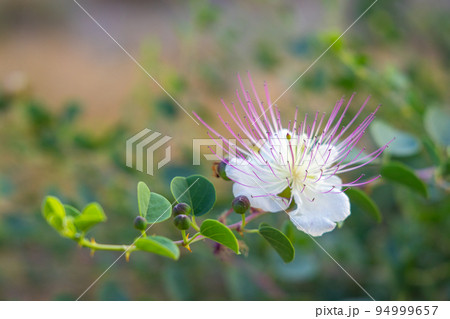 Flinders rose (Capparis spinosa) flower. 94999657