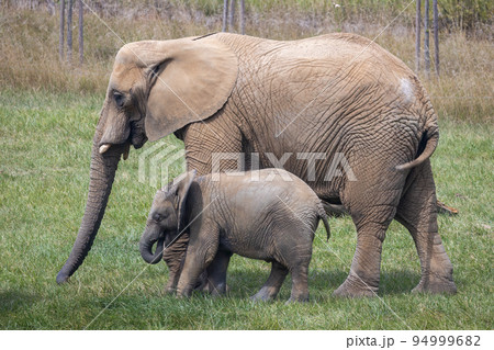 African elephants (Loxodonta africana). 94999682