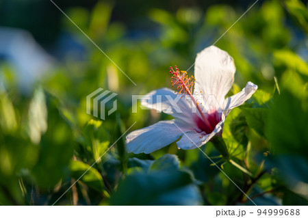 White Kauai rosemallow (Hibiscus waimeae) flower. 94999688