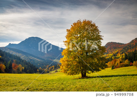 Beautiful tree in the foreground of autumn landscape. 94999708