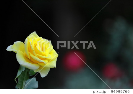 花の女王 花の女王 94999766