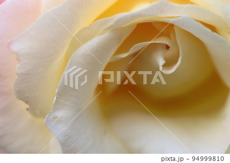 花の女王 花の女王 94999810