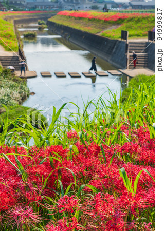 ごんの秋まつり、満開の彼岸花〈愛知県半田市〉 94999817