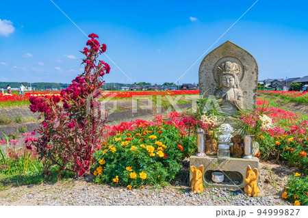 ごんの秋まつり、満開の彼岸花〈愛知県半田市〉 ごんの秋まつり、満開の彼岸花〈愛知県半田市〉 94999827