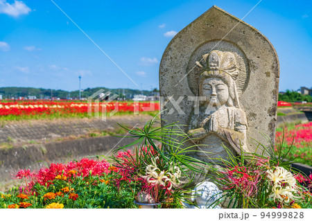 ごんの秋まつり、満開の彼岸花〈愛知県半田市〉 94999828
