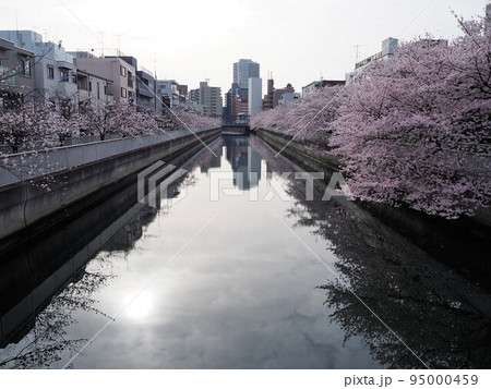 仙台堀川の桜並木 仙台堀川の桜並木 95000459