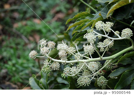 葉が天狗の団扇 95000546