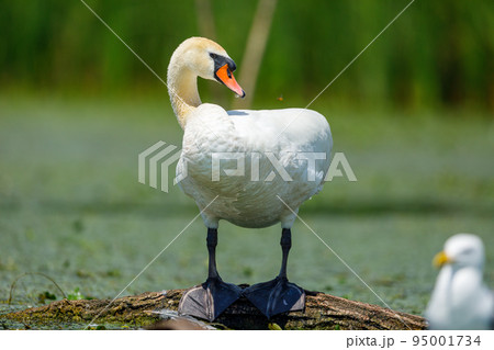 A white mute swan in the wilderness of the danube delta in romania 95001734